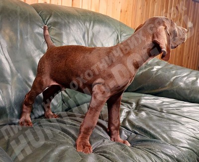 Щенок курцхаар